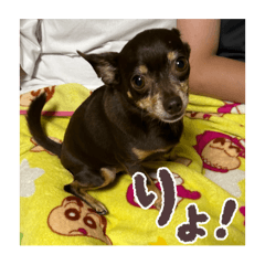 tamago_20250930233840