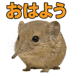 Happy Animal_Elephant Shrew1