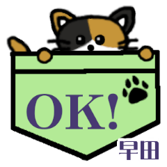 Hayata's Pocket Cat's  [3]