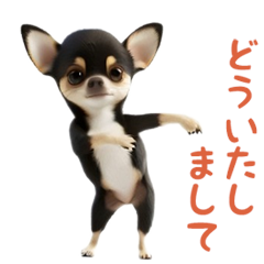 *dance! dancing chihuahua