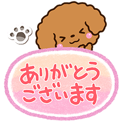 Toy poodle Red20