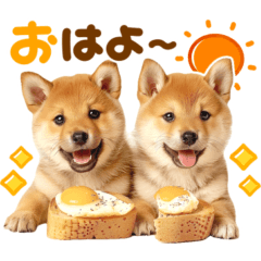毎日♡柴犬日和