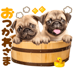 パグちゃん♡大好き