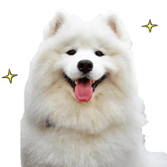 リアル☆サモエド