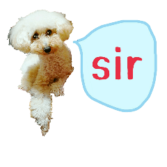 Honorific of Poodle'RiRi' (English)