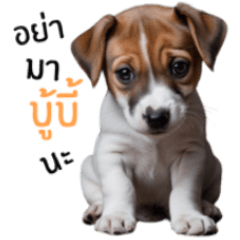 แจ็ครัสเซล หมาแสบ