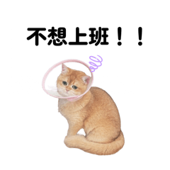 雙喵家庭的可愛日常