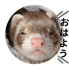 marshallferret-tarouchan