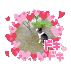 sakura_20251002064414