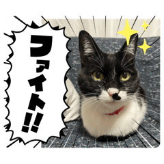 hanayuki_20251001165823