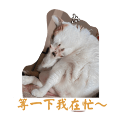 阿姐阿妹小寶貝