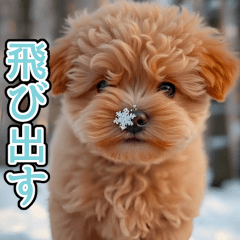 popup-  toy poodle winter