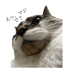 alice_20251001205333