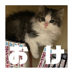 tetora_20251001204640