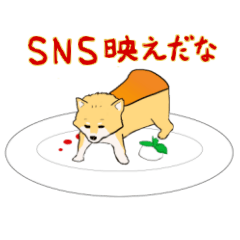 GO! Cheese cake Shiba Inu
