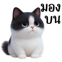 black and white cat a cheeky face (BIG)