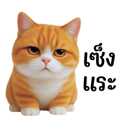 orange cat with a cheeky face (BIG)