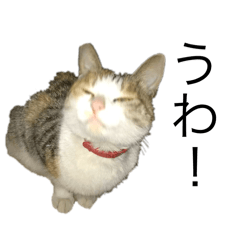 Mr.Robinson_20251001193409