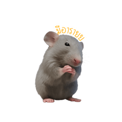 Amonthep_20251001232132