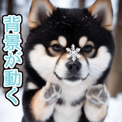black shiba effect winter