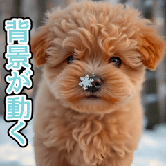 effect black toy poodle