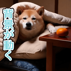 effect shibainu winter
