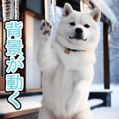 effect white shiba winter
