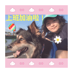 柴犬佳佳的日常