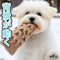 effect maruti-zu wnter