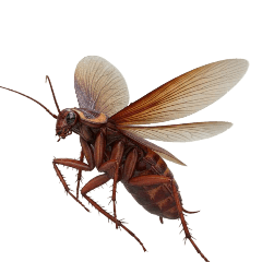 Cockroach Prank  5 : Effect stickers