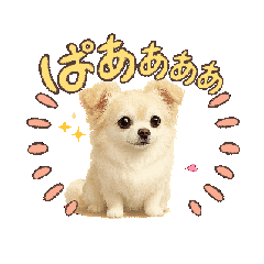 Chihuahua Talk Stickers