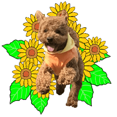 Leo the Toy Poodle