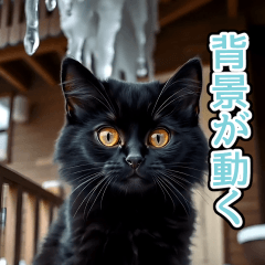 effect black cat winter