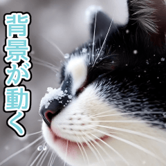 effect white cat winter