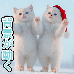 effect winter white cat