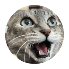 hoshimi_20251002190438