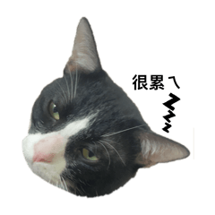 煎餃王子的日常