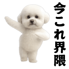 飛び出す！今コレ界隈ビションフリーゼ