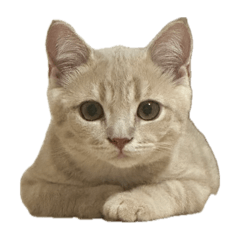 maromaromaron_20251002193600