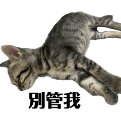 荳荳的厭世日常