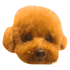 石哭哭