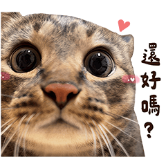 麻吉太郎 貢丸出擊！