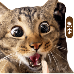 麻吉太郎 貢丸出擊！(無字版)