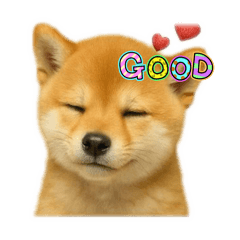 feelings Shiba