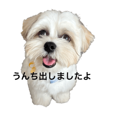 Everyday Life with My Malshi