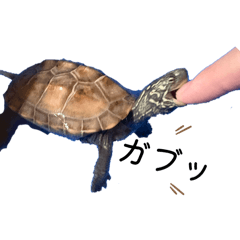 ふらすとのカメスタンプ