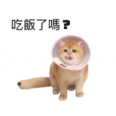 雙喵家的可愛日常