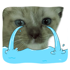 KAEWTA_20251003094627