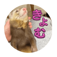 ferret_20251003182600