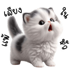 มะเหมียวขาวม่วนจอยม่วนใจ